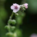 물망초forgetmenot 이미지