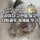 [이수/방배] 24시 데이원동물병원 내돈내산 후기 | 강아지 고관절 탈구 수술