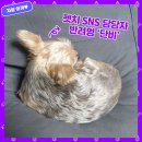 자랑하개