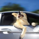 멍멍이네 이미지