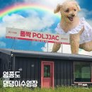 오늘도 신나개 | 주말에 가볍게, 신나개, 영종도 애견수영장 실외놀이터 폴짝