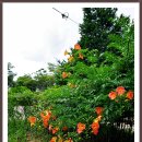 초가정원 이미지