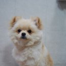 블링펫살롱 | 포메 전체 가위컷 / 가위컷 전문 블링 펫 샬롱 / 제리 미용 후기