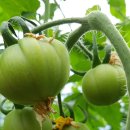 부부농장 이미지