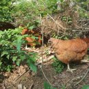 삼돈농장 이미지