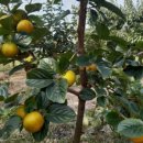 옥전농장 이미지