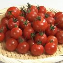쁘띠 토마토 이미지