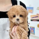 요기독 강아지분양 고양이분양 수원본점 이미지