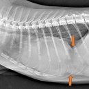 형제동물의료센터 이미지