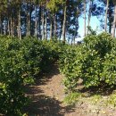 가시리별짱 이미지