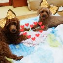 맹구와 땡칠이 이미지