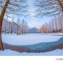 메타세쿼이아랜드 이미지