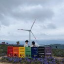 신원내동마을 | [대구근교 가을 꽃 여행] 거창 감악산 풍력단지 아스타 국화축제(별바람 언덕 꽃&amp;별 여행)