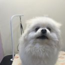 멍데렐라 | &lt;대전애견미용&gt; 스트레스 안 받게 해주는 멍데렐라 후기