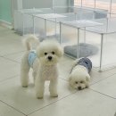 위드유애견 이미지