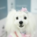 용인동물병원 이미지