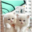 달냥이