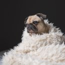 마리오펫 이미지