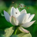 7월 하순의 꽃(2) 이미지