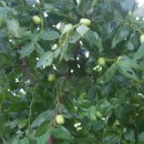 꽃지통나무펜션 이미지