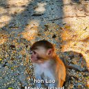 눈맞춤 | 나트랑 원숭이섬🐒 (Monkey Island tourist resort) 다녀왔습니다 - 배 타고 5분, 원숭이와 눈 맞춤 후기