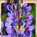 마고헤어 이미지