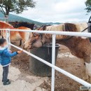 에코승마아카데미 | 아이와 제주도 여행 제일 좋았다던 말타기 체험 에코승마아카데미 후기