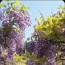 삼풍농장 이미지