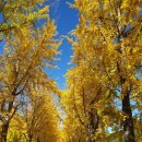 은행나무 이미지