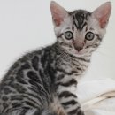 My Love Cat(마이러브캣) 이미지