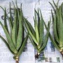 거제외국인학교 | 알로에 생잎 활용법, 피부 진정부터 먹는 방법까지 직접 해본 후기