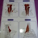 기라성두피&스킨바디 이미지