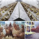 옹알옹알 이미지