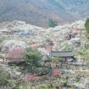 개화마을 | 2026 광양 매화축제 일정 개화시기 매화마을 주차 총정리
