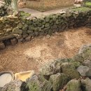 제주똥돼지 이미지