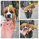 늘푸른리젠시빌 이미지