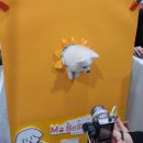 페따미꼬 이미지