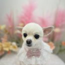 폼#반려견미용실 이미지