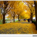 은행나무길 이미지