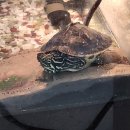 거북이마트