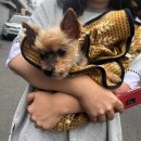 한라동물종합병원 | 토) 하루일상/만 17세 노견 초롱이 스켈링, 발치 후기/노견 요크셔테리어 스켈링, 발치/로얄 캐닌/켄코...