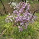 수수꽃다리 이미지