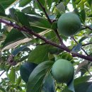 천등농장 이미지