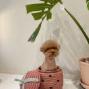 모모티디 독 쌀롱 반려견 미용 계림점 이미지