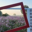 코스모스길 이미지