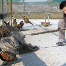 초암꿩농원 이미지