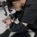 고양이 미용실 안냥 이미지