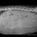 쓰담쓰담 동물병원 이미지
