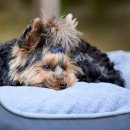 반려동물 관리사 이미지