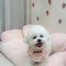 멍뭉이애견샵 이미지